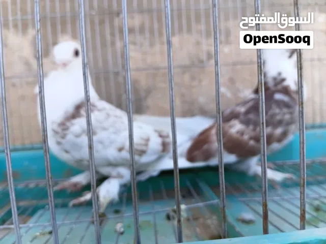 حمام مصري ماسح