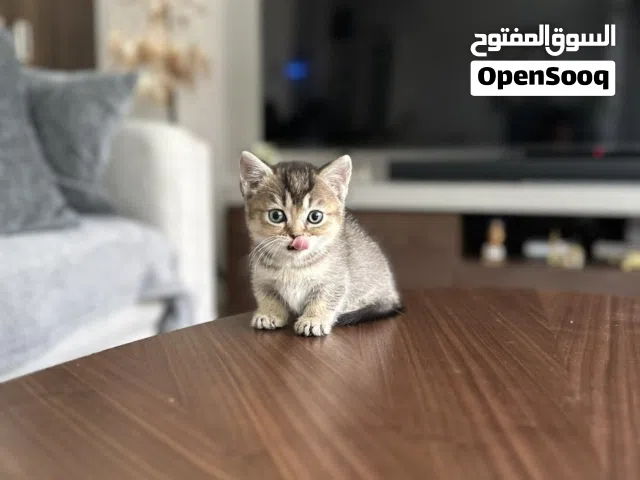 Munchkin  short legs Scottish fold and straight rare breed and amazing colors kittens