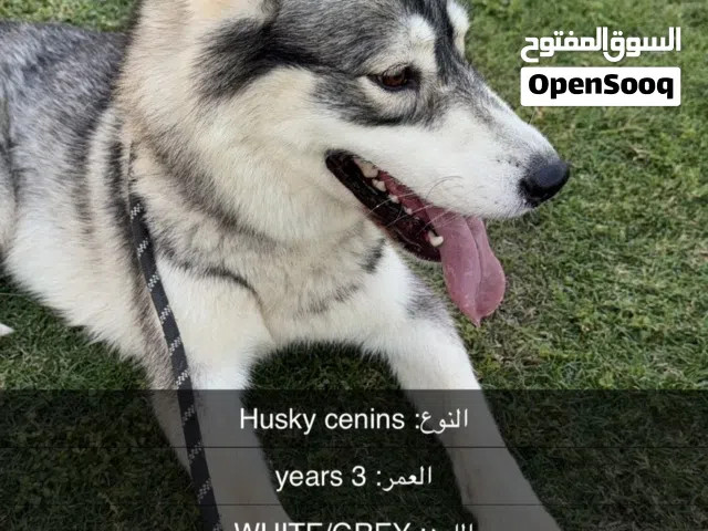 Husky cenins