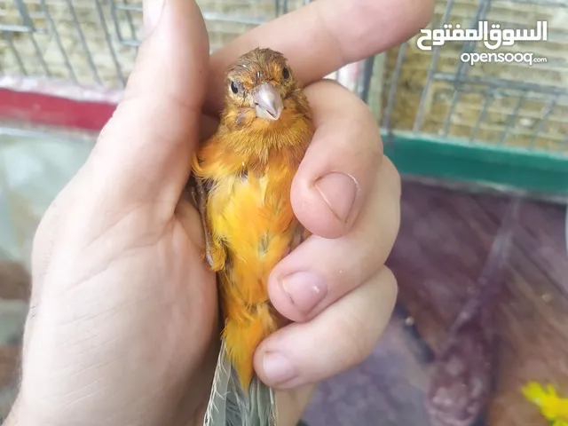 كنار فراخ كراز وجوز