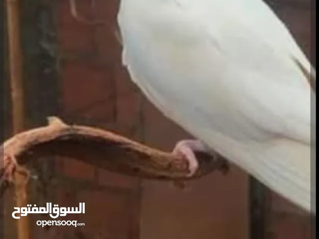 مطلوب مطلوب نثيه كوكتيل