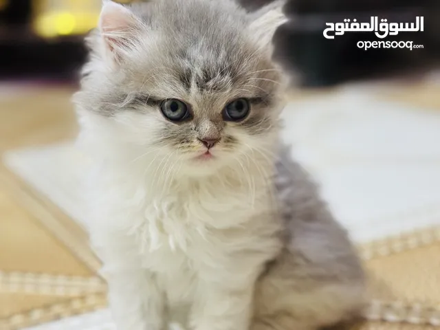 ذكر قط عمر شهرين للبيع