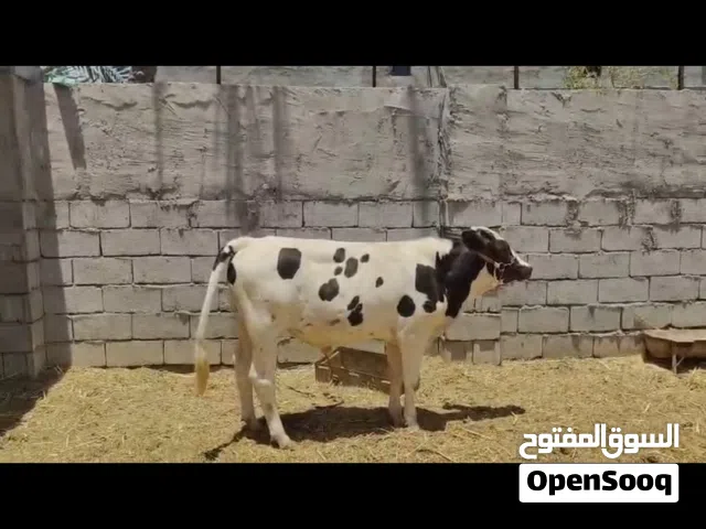 عجل نذاري للبيع