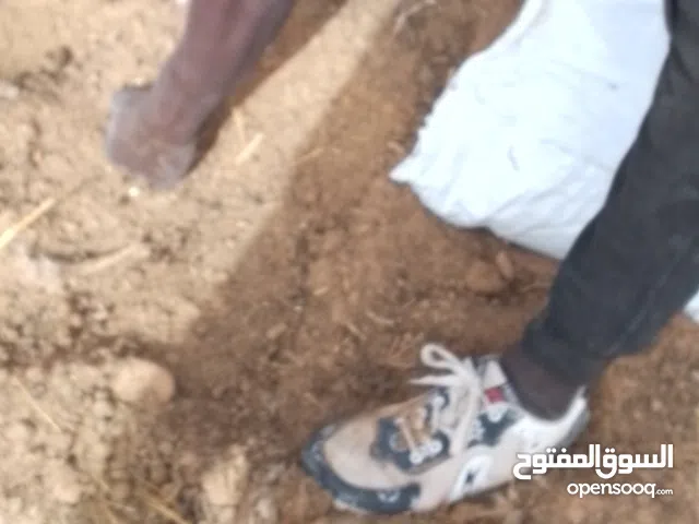 جلة سعى للبيع