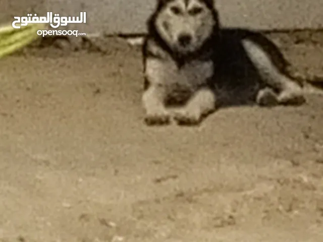كلب هاسكي ابيض واسود