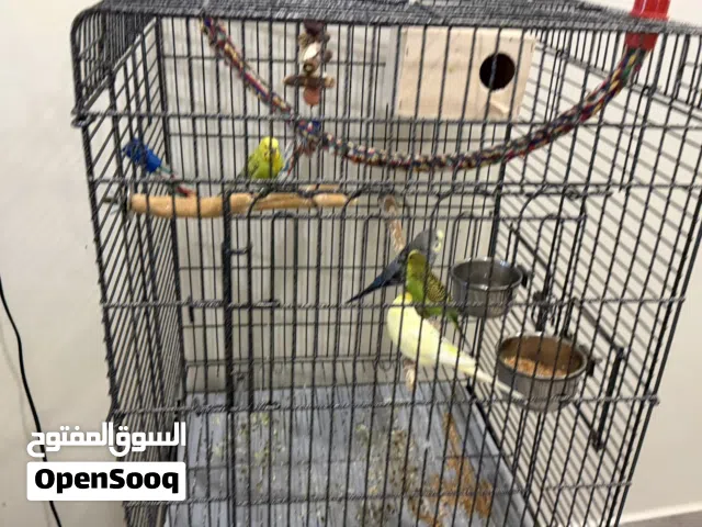 للبيع بادجي تضيفين و ربوه بدون قفص