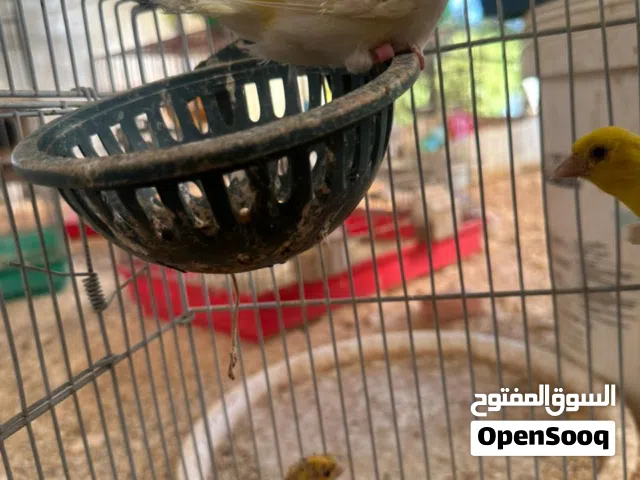 كنار للبيع  فحول و طواير