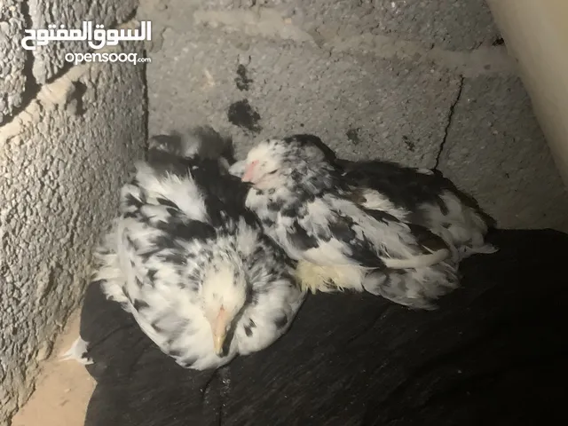 دجاج برهما