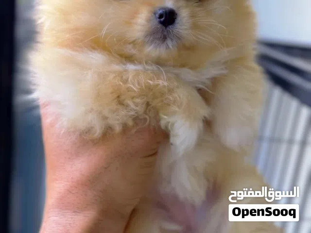 Original Pomeranian girl