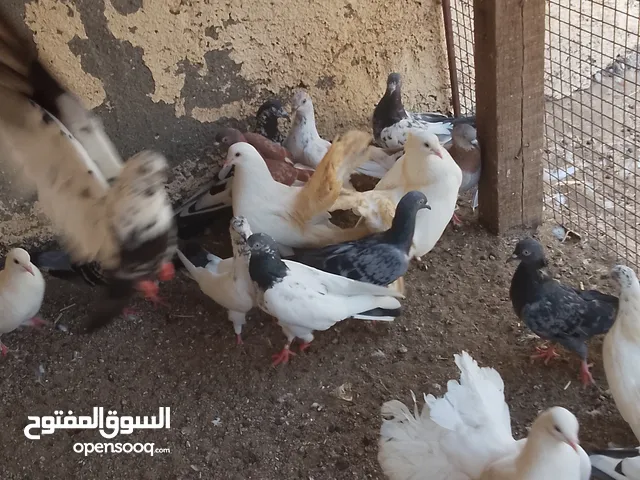 حمام بكستاني و للزينه