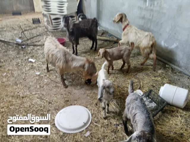 3 عنزات حليب وسن نضيف البيع بدون اولادهم