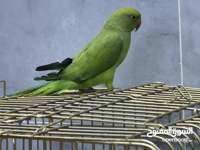 Ringneck gender unknown 8 months old can be exchange with other birds