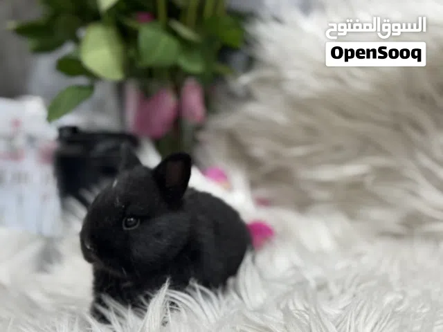 ارنب القزم مني