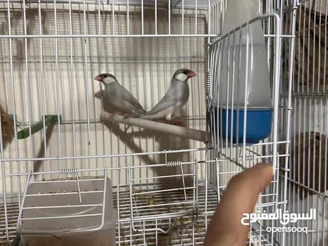 جوز جاوا اغات سلفر