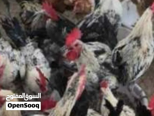ديوك بلدي 3
