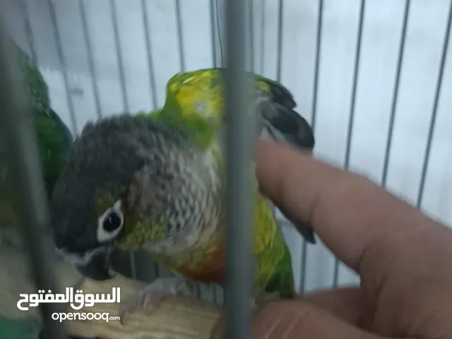طيور كوكتيل وطيور كاكاري وببغاء جرين شك