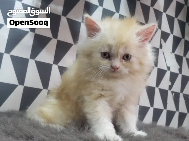 ذكر شيرازي مشمشي لعووووووب جدا جدا