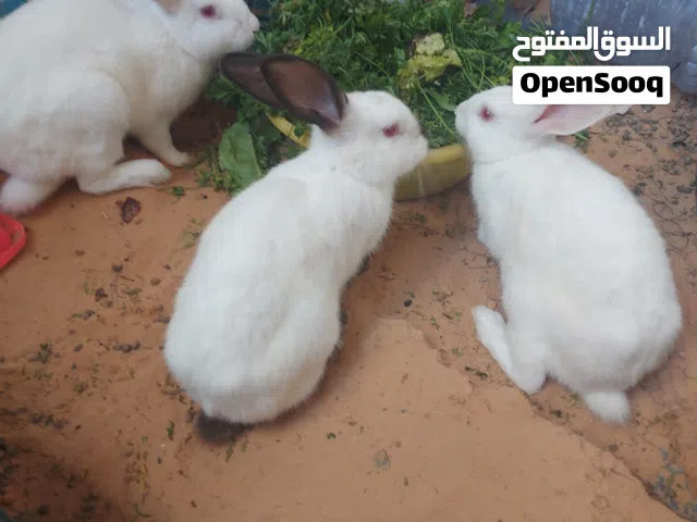 السلام عليكم ورحمة الله متوفر للبيع 3 أرانب بالغة بصحة ممتازة كوبية أرانب تربية نيوزلندي×كاليفورني