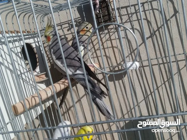 جوز عصافير كوكتيل