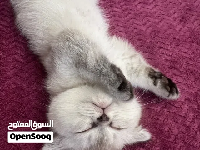 سكوتش فولد مكس شيرازي