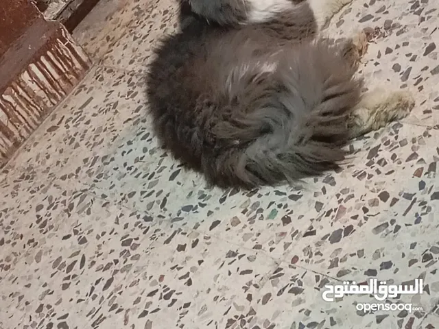 بيرشن مستوا خرافي و واضح العمر سنه بسم الله ماشاءالله تبارك الرحمن متعود عاللتر بوكس ودراي فود