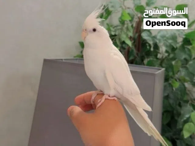 طيور كروان اليفه