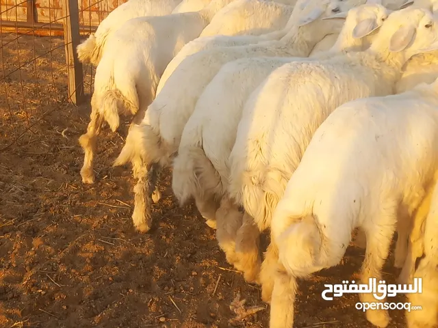 رخال جدعات حرش طيبه اخوات بعض 32 راس