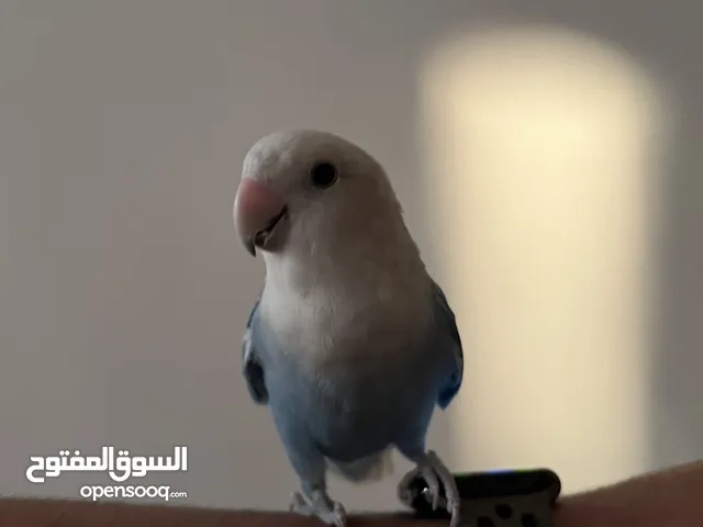 طير روز ذكر