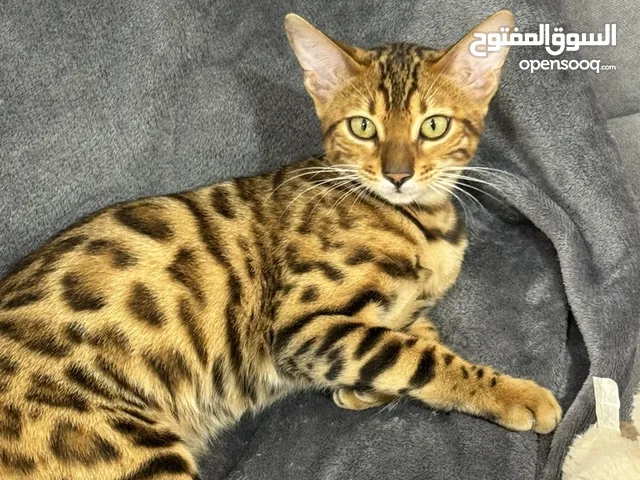 Bengal cat
