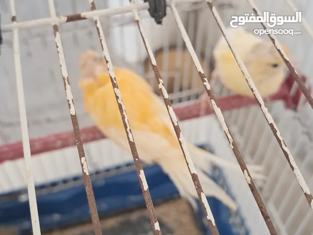 انثي وزكور كناري واجواز حب مع اقفاص بأسعار مناسبه كميه او فرادي