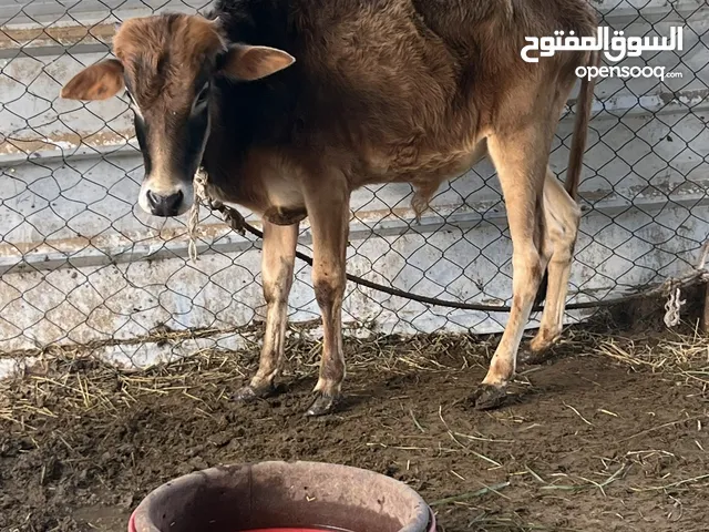 عجل عماني مطعوم طعام مزرعه
