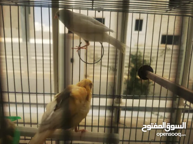 كنار للبيع (تابع الوصف)