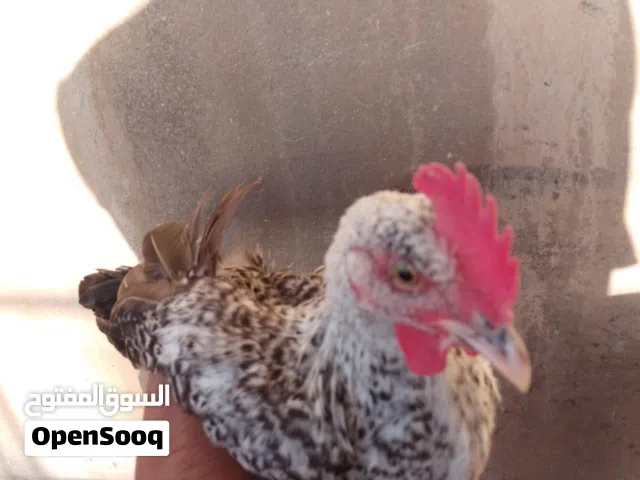 للبيع دجاج بحريني وفي منهم مخلوط