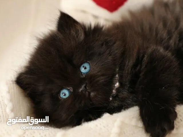 كتن بيبي قط سكوتش فولد و قطه هملايا همالايا شوكلت تبني للتبني