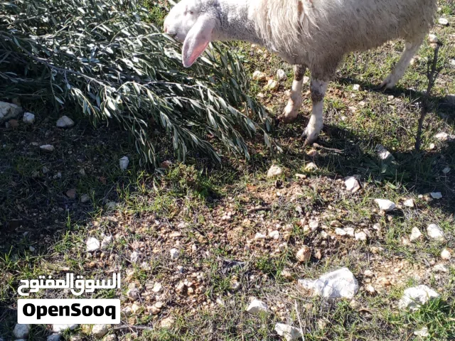 عبور عساف اصليه حرف sالبيع او بدل