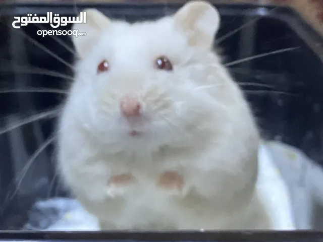 همسترات روسيه للبيع .