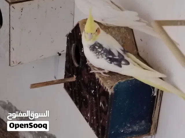 كوكتيل للبيع