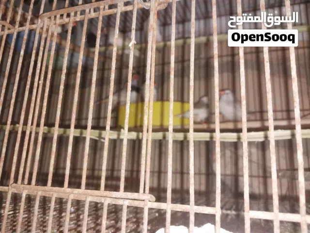 9 طروف زيبرا 4 كوبيات ونتايه مشوشه وفيهم طرف غلااظ تلوتيات