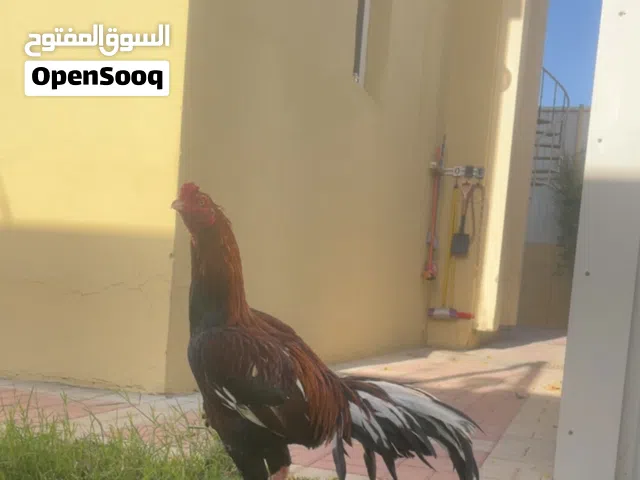 للبيع ديك باكستاني