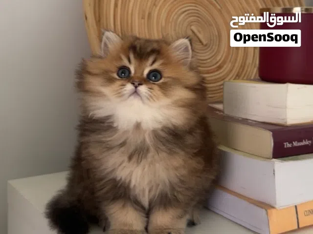 سكوتش ستريت للبيع