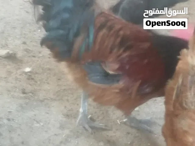 دجاج زينة الماني
