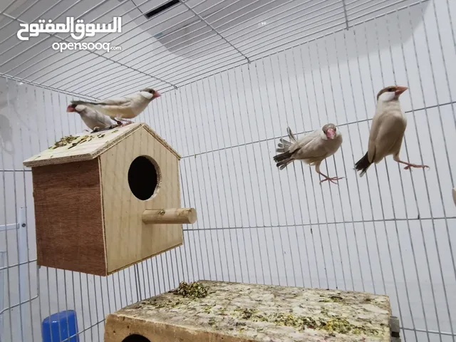 جاوا كريمي عيون احمر العدد 5