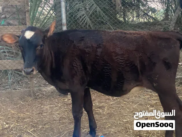 عجله عمانيه للبيع