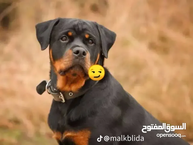 كلب للتبني