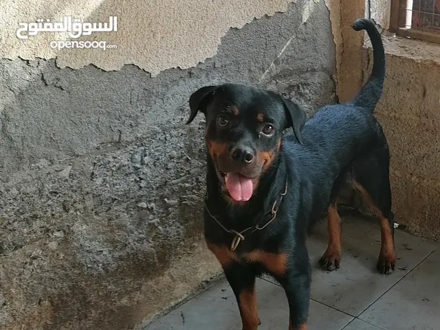 للبيع كلبه روت وايلر مدربه حق الحراسه وصحته ممتازه