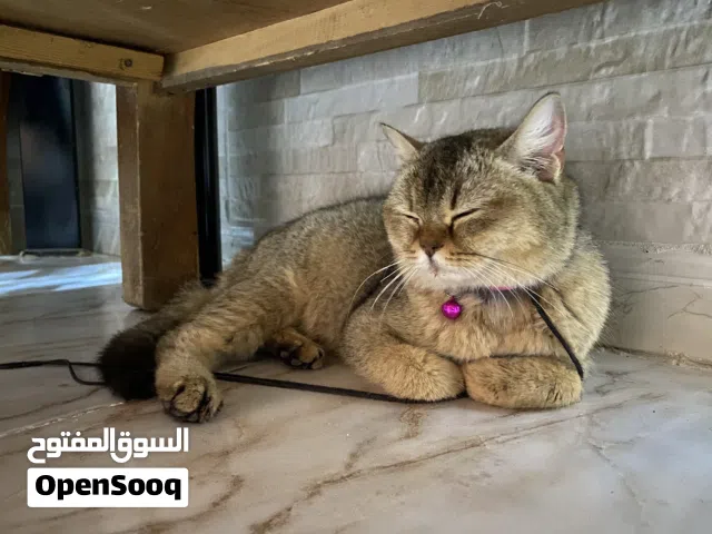 قط بريتش شورت هير (جولدن شيدد) مميز جداً للبيع