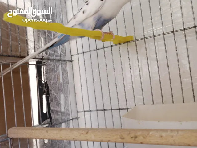 جوز جنة طفرات معهن 3 بيضات وفحلين حب للبيع او البدل
