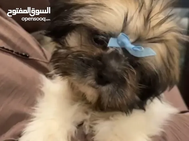كاب شيواوا ومارتيز