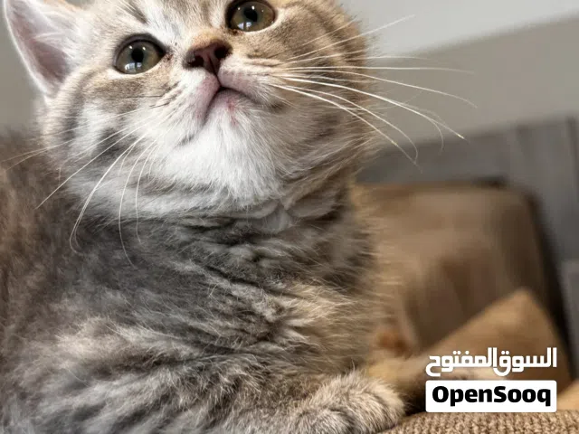 سكوتش بيور للبيع