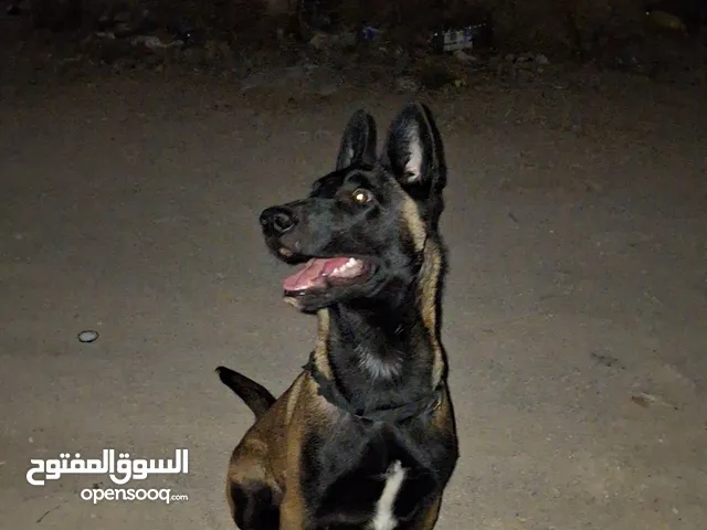 كلب ذكر بي كتيب صحتها مشاء الله